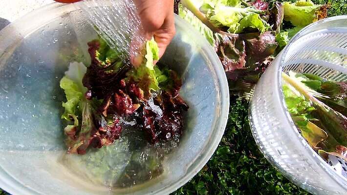 손 음식 다이어트 채소 재료 요리 물 샐러드 흐름 신선 씻기 상추 먹기 준비 유기농 날것 맛있는 4K MP4 해외동영상 클립영상 자연요소 웰빙 컨셉 모션 건강 신체부위 청결 동영상 파일형식