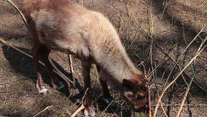 나무 동물 여행 겨울 자연 휴가 사슴 핀란드 서기 사람없음 목재 초록색 여름 눕기 갈색 힘 봄 나뭇가지 관찰 붓 소나무 자신감 황무지 우아함 닫기 숲 큼 먹기 캠핑장 배고픔 침엽수 수유 엘크 혼자 힘찬 MOV 해외동영상 클립영상 식물 계절 감정 컬러 컨셉 재료 포유류 모션 북유럽 캠핑 크기 생태계 동영상 파일형식