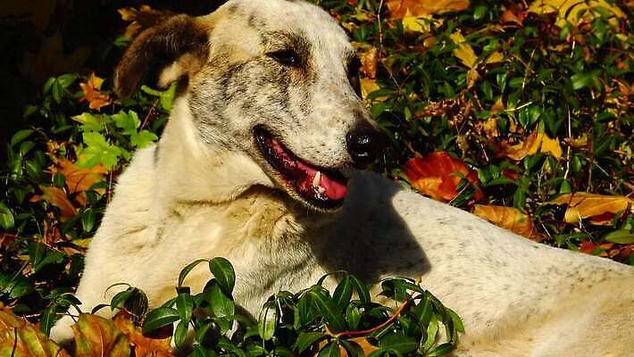 동물 1 응시 공원 얼굴 자연 거리 앉기 사람없음 야외 초록색 반려동물 갈색 슬픔 도시 기다림 개 고독 버리기 싱글 송곳니 내추럴 노숙자 기르기 혼자 4K MP4 해외동영상 클립영상 시선 공공시설 감정 컬러 포유류 모션 신체부위 치아 생태계 동영상 돌봄 파일형식