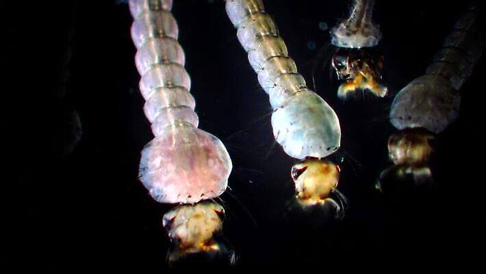 동물 야생동물 바다 곤충 자연 무척추동물 사람없음 물 환경 바닷속 수중 지중해 생태계 생물학 수족관 애벌레 토막 동물상 모기 생태학 우크라이나 4K 저서생물 MP4 해외동영상 클립영상 자연요소 교육 유럽 생물 조형물 해충 벌레 동영상 파일형식