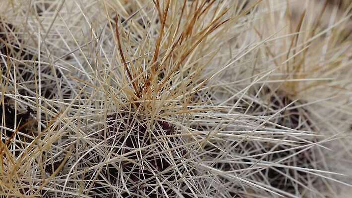 나무 식물 꽃 여행 백그라운드 자연 날씨 선인장 건조 사람없음 초록색 물 사막 뜨거움 가시 척추 날카로움 애리조나 내추럴 뉴멕시코 다육식물 4K MP4 해외동영상 클립영상 자연요소 컬러 뼈 미국 생태계 동영상 파일형식