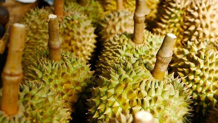 전통 아시아 음식 백그라운드 농업 과일 태국 자연 디저트 거리 건강 씨앗 동양인 사람없음 초록색 농장 갈색 노란색 세일 흰색 신선 가시 시장 달콤 맛 왕 먹기 냄새 지역 말레이시아 내추럴 가죽끈 고립 숙성 이국적 인기 맛있는 MOV 해외동영상 클립영상 식물 나라 산업 컬러 컨셉 모션 인종 끈 가죽 생태계 동영상 파일형식