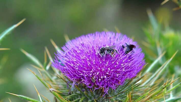 식물 동물 꽃 야생동물 곤충 꽃무늬 절지류 자연 사람없음 초록색 세계 보라색 봄 들꽃 다양 벚꽃 가시 약초 꿀벌 수분 벌 허브 유기농 서식지 엉겅퀴 내추럴 생태학 이국적 생존 전경 4K MP4 해외동영상 클립영상 웰빙 계절 교육 컬러 다수 무늬 풍경 풀_식물 벌_곤충 생태계 동영상 파일형식 탑뷰
