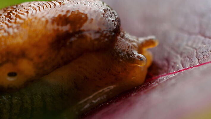 동물 1 야생동물 백그라운드 자연 생물 연체동물 사람없음 갈색 젖음 달팽이 느림 기어가기 민달팽이 끈적임 MOV 해외동영상 클립영상 컬러 모션 무척추동물 생태계 동영상 파일형식 달팽이_동물