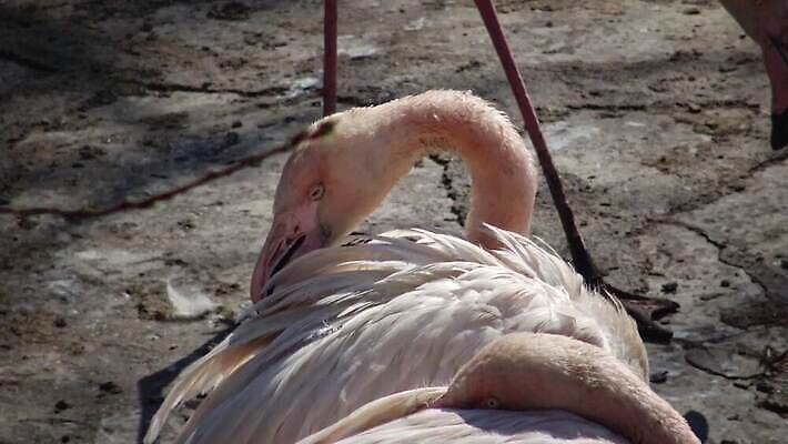 동물 야생동물 바다 분홍색 날개 오렌지 아프리카 자연 조류 사람없음 물 컬러풀 세계 흰색 플라밍고 깃털 부리 목 물새 내추럴 동물상 4K MP4 해외동영상 클립영상 자연요소 나라 컬러 과일 신체부위 조형물 생태계 동영상 파일형식