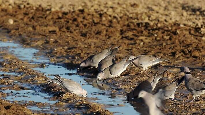 동물 응시 날개 모션 아프리카 자연 조류 사람없음 야외 물 사막 마시기 황무지 깃털 비둘기 클립 동영상 남쪽 내추럴 경보 남아프리카 동물상 생태학 칼라하리 HD MOV 해외동영상 클립영상 자연요소 시선 교육 나라 조형물 방향 생태계 파일형식