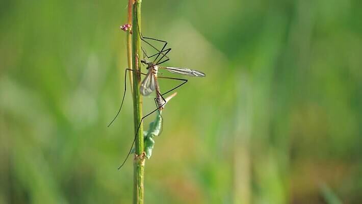 동물 커플 유럽 줄기 곤충 잎 무늬 날개 자연 초원 사람없음 초록색 갈색 쌍 칼날 아빠 닫기 벌레 떨어짐 습지 이슬 큼 기중기 반대 밀짚 짝짓기 동물상 오싹 4K MP4 해외동영상 클립영상 식물 나라 컬러 컨셉 가족 관계 모션 조형물 중장비 짚 크기 생태계 동영상 파일형식