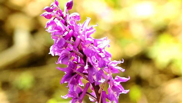 식물 꽃 유럽 분홍색 백그라운드 꽃무늬 자연 독일 사람없음 야외 머리 보라색 봄 벚꽃 난초 숲 제비꽃 멸종 내추럴 HD MOV 해외동영상 클립영상 계절 나라 컬러 무늬 신체부위 생태계 동영상 파일형식