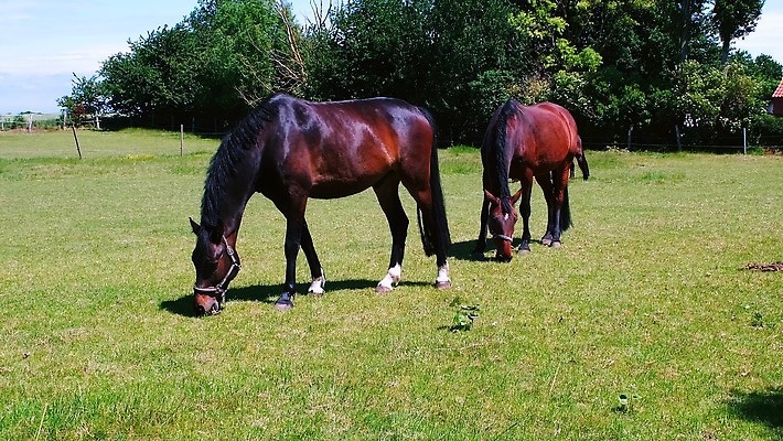 동물 직업 행복 밭 농업 포유류 자연 하늘 주택 사람없음 야외 초록색 파란색 농장 갈색 맑음 목장 시골 군중 방목 갈기 망아지 돌봄 동물상 밭일 진짜 찰과상 4K MOV 해외동영상 클립영상 감정 산업 새끼 컬러 모션 날씨 사람 건물 조형물 말_동물 축산업 상처 생태계 동영상 파일형식