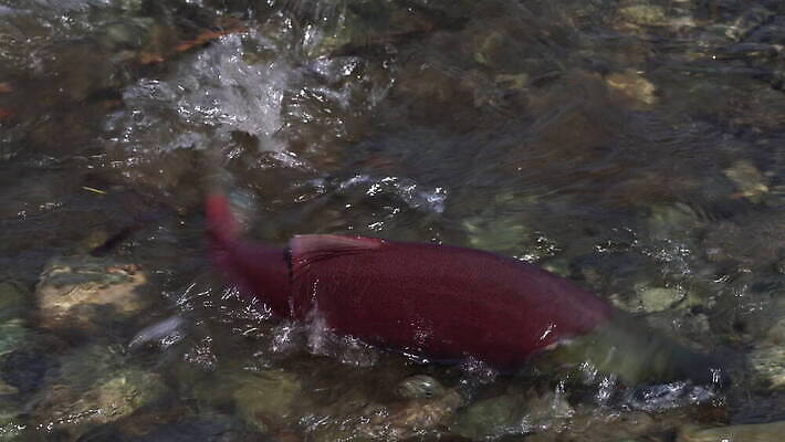동물 아시아 호수 야생동물 파도 여행 이동 모션 자연 낚시 어류 동양인 사람없음 빨간색 물 강 환경 수영 떨어짐 생태계 순환 러시아 연어 태평양 분무기 북쪽 어장 서식지 내추럴 생태학 캐비아 스플래쉬 4K MOV 해외동영상 클립영상 자연요소 교육 유럽 나라 바다 컬러 컨셉 식재료 레저 인종 수중동물 수상스포츠 방향 동영상 파일형식