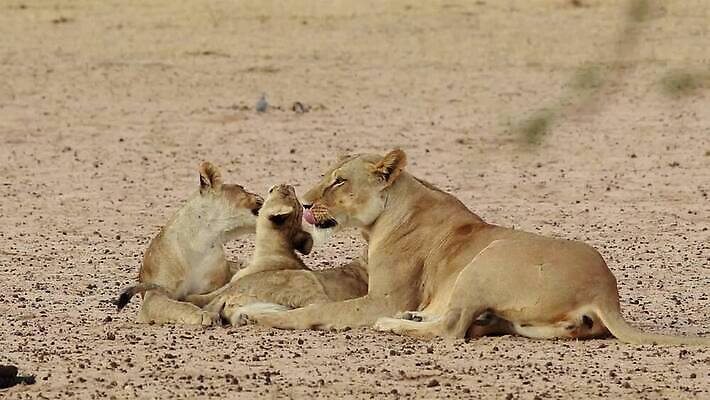 동물 응시 야생동물 새끼 장난 포유류 모션 아프리카 자연 놀이 사람없음 야외 환경 고양이 사막 황무지 보호 사자 사파리 클립 육식동물 사자자리 서식지 동영상 표범 내추럴 남아프리카 생태학 암사자 칼라하리 HD MOV 해외동영상 클립영상 시선 교육 나라 컨셉 반려동물 별자리 암컷 생태계 파일형식