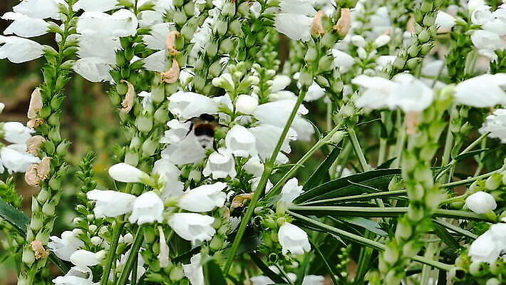 식물 동물 계절 꽃잎 꽃 컬러 곤충 백그라운드 잎 날개 자연 사람없음 초록색 여름 컬러풀 뷰티 노란색 정원 보라색 검은색 봄 줄무늬 벚꽃 흰색 닫기 벌레 벌 싱글 꽃가루 꿀 라벤더 내추럴 호박벌 MOV 해외동영상 클립영상 무늬 모션 벌_곤충 가루 허브 생태계 동영상 파일형식