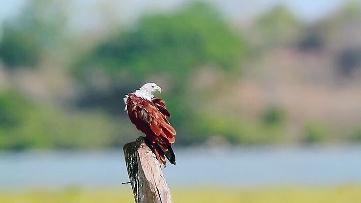 동물 아시아 야생동물 태국 자연 조류 국립공원 사람없음 보호 사파리 연 독수리 서식지 몸단장 스리랑카 MOV 해외동영상 클립영상 공원 나라 컨셉 놀이용품 생태계 동영상 파일형식