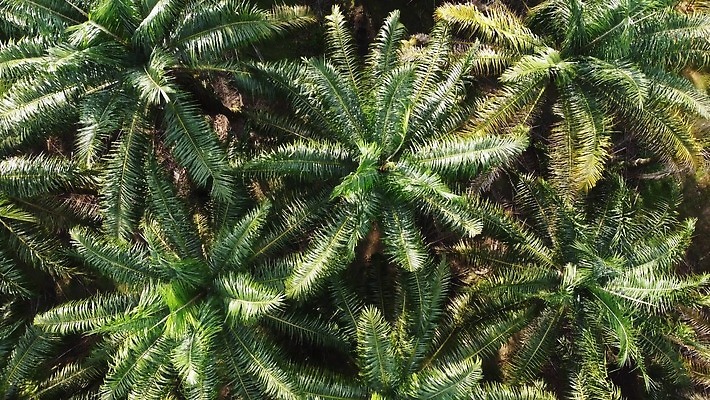 나무 식물 공원 산업 아시아 여행 백그라운드 잎 밭 농업 채소 휴가 안테나 손바닥 사람없음 가로 초록색 야자수 햇빛 농장 마을 환경 맑음 수확 시골 신선 닫기 정상 장면 기하학 스카이라인 말레이시아 내추럴 드론 원자재 세련 4K MOV 해외동영상 클립영상 손 공공시설 나라 컬러 무늬 통신 모션 날씨 태양 동영상 파일형식