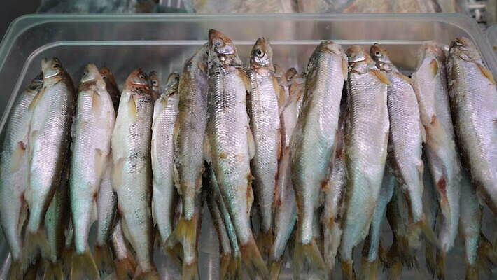 접시 잡화 아시아 음식 바다 컨셉 다이어트 재료 낚시 건강 어류 사람없음 세트 판매 상점 냉동 얼음 식사 추위 시장 맛 상품 먹기 계산대 해산물 진열장 러시아 보여주기 어장 소매 식품점 맛있는 4K MOV 해외동영상 클립영상 자연요소 식기 유럽 나라 모션 레저 수중동물 동영상 파일형식