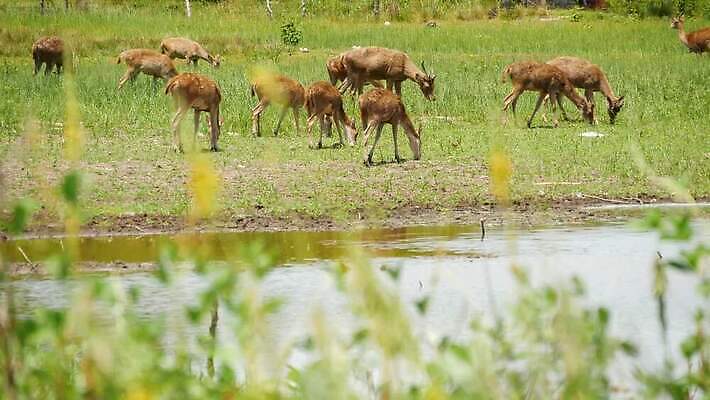 동물 계절 야생동물 밭 농업 포유류 자연 동양인 사람없음 야외 초록색 농장 갈색 환경 달러 정원 맑음 가축 봄 시골 황무지 선탠 군중 숲 방목 먹기 언덕 생태계 꼬리 서식지 내추럴 동물상 아기사슴 찰과상 많음 4K MP4 해외동영상 클립영상 산업 새끼 컬러 컨셉 돈 모션 날씨 사슴 사람 인종 조형물 축산업 상처 동영상 파일형식