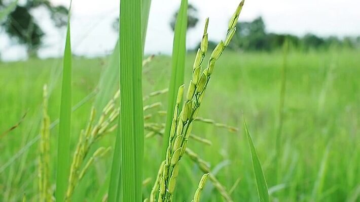 식물 계절 아시아 백그라운드 잎 농업 모션 태국 자연 바람 휴식 씨앗 동양인 풍경 사람없음 야외 초록색 여름 농장 농경지 환경 맑음 시골 신선 닫기 땅 유기농 질감 느림 내추럴 논밭 땅바닥 밭일 MP4 해외동영상 슬로모션 클립영상 자연요소 웰빙 나라 산업 컬러 컨셉 밭 날씨 바닥 논 촬영기법 인종 생태계 동영상 파일형식