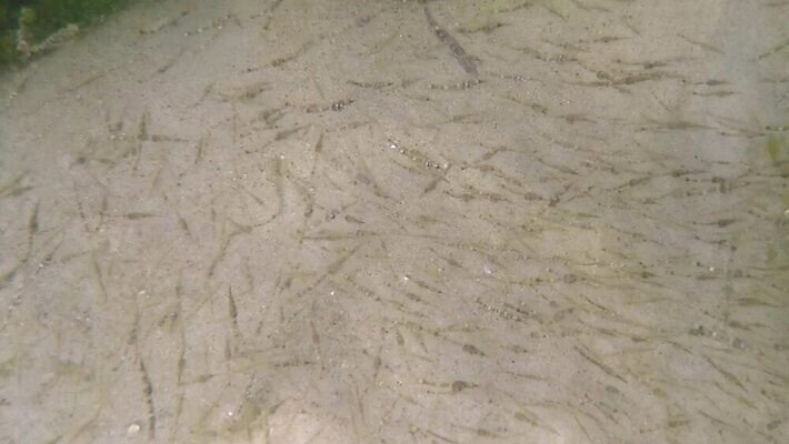 바다 어류 사람없음 수중 행운 해조류 멸종 폴란드 발트해 많음 HD MP4 해외동영상 클립영상 유럽 컨셉 북유럽 수중동물 해양식물 동영상 파일형식