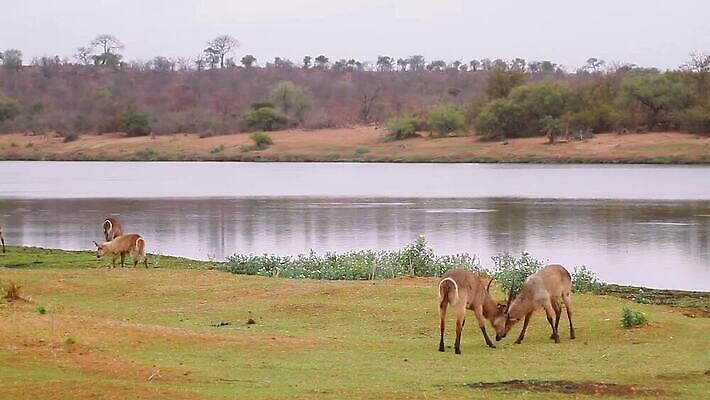 동물 남자 포유류 아프리카 자연 뿔 국립공원 사람없음 야외 관광지 강 그룹 보호 강가 사파리 싸움 영양 서식지 남아프리카 보츠와나 보호구역 크루거 MOV 해외동영상 클립영상 공원 나라 여행 컨셉 모션 사람 생태계 동영상 남아프리카공화국 구역 파일형식