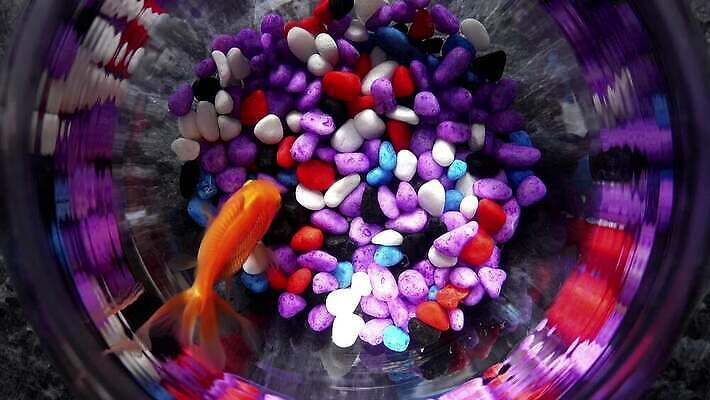 동물 컬러 백그라운드 컨셉 오렌지 모션 자연 어류 사람없음 빨간색 초록색 물 파란색 빛 반려동물 컬러풀 수중 수영 거품 자유 액체 사발 황금 닫기 떨어짐 어항 금붕어 탱크 수족관 고립 무료 4K MP4 해외동영상 클립영상 자연요소 과일 수중동물 수상스포츠 사기그릇 생태계 동영상 파일형식