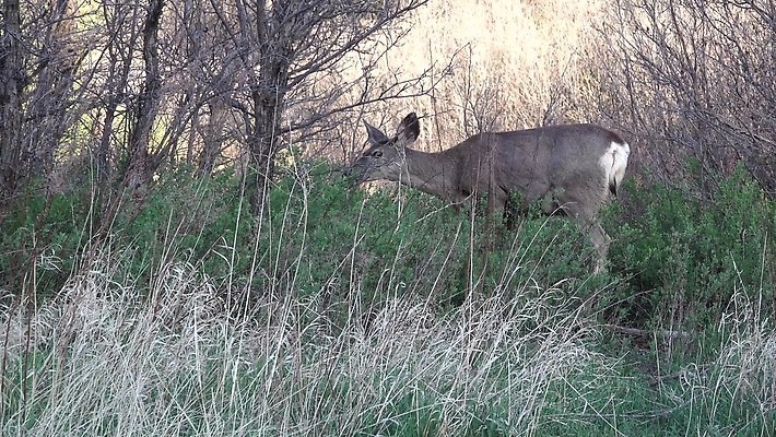 동물 공원 야생동물 여행 백그라운드 오렌지 포유류 자연 하늘 사슴 산 털 뿔 종류 풍경 사람없음 빨간색 갈색 달러 정원 미국 봄 코트 흰색 소나무 숲 사냥 내추럴 랜드마크 엘크 전국 지질 콜로라도 4K MP4 해외동영상 클립영상 나무 계절 공공시설 컬러 돈 북아메리카 과일 외투 생태계 동영상 파일형식