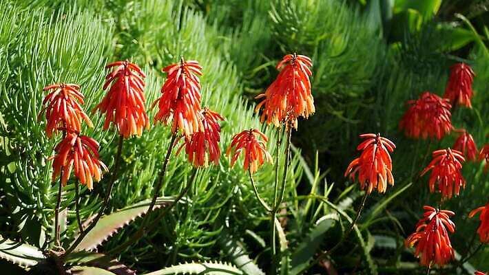 식물 꽃 화초 선인장 사람없음 장식 빨간색 미국 활발 들꽃 사막 다양 개화 황무지 닫기 약초 수분 생태계 캘리포니아 상록수 애리조나 내추럴 강렬 다육식물 알로에 특별함 카피스페이스 억울 세련 4K 건조기후 MP4 해외동영상 클립영상 감정 컬러 다수 컨셉 북아메리카 모션 공백 풀_식물 동영상 파일형식