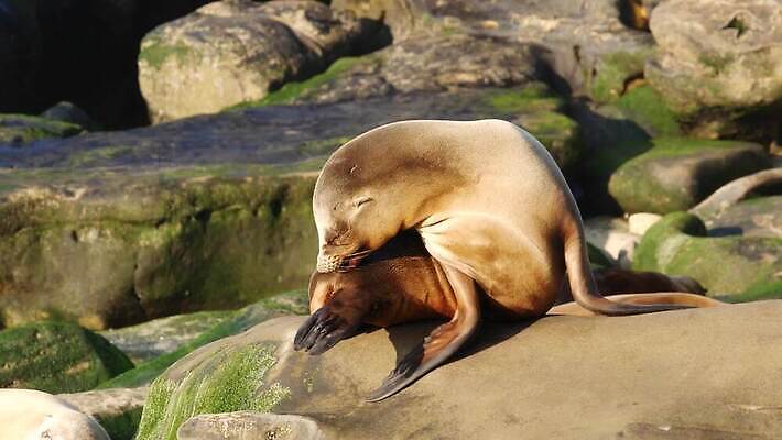 동물 1 새끼 바다 장난 자연 휴식 생물 사람없음 관광지 미국 침묵 황무지 달콤 강아지 보호 물개 환경보전 만족 캘리포니아 서식지 송아지 기어가기 산티아고 4K MP4 해외동영상 클립영상 멸종위기종 감정 여행 컨셉 북아메리카 포유류 모션 반려동물 바다동물 소리 소 개 맛 사회이슈 생태계 동영상 파일형식