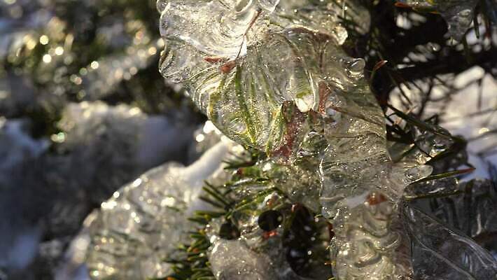나무 식물 계절 공원 백그라운드 잎 겨울 자연 추상 사람없음 목재 초록색 얼음 추위 흰색 나뭇가지 바늘 숲 질감 보케 전나무 내추럴 4K MOV 해외동영상 클립영상 자연요소 공공시설 컬러 무늬 재료 도구 생태계 동영상 파일형식