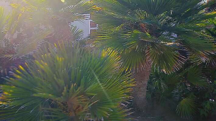 식물 디자인 공원 음식 컬러 백그라운드 잎 패턴 건축양식 자연 하늘 건강 사람없음 장식 초록색 울타리 세트 정원 덮개 나뭇가지 체리 불기 지중해 허브 관목 상록수 내추럴 모나코 월계수 수평선 4K MP4 해외동영상 클립영상 나무 공공시설 건축 유럽 바다 무늬 과일 모션 담장 뚜껑 생태계 동영상 파일형식