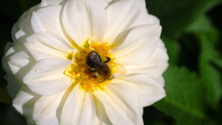식물 꽃잎 꽃 컬러 곤충 백그라운드 꽃무늬 밭 자연 사람없음 야외 초록색 여름 컬러풀 노란색 정원 보라색 벚꽃 수분 벌 달리아 묘사 꽃가루 꿀 MOV 해외동영상 클립영상 동물 계절 무늬 농업 가루 생태계 동영상 파일형식