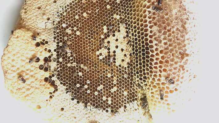 나무 동물 라이프스타일 꽃 야생동물 곤충 백그라운드 자연 생물 경고 사람없음 노란색 줄무늬 고통 달콤 둥지 말벌 위험 작음 벌 묘사 꿀 리빙 거인 토막 벌집 내추럴 난쟁이 알레르기 몬스터 4K MOV 해외동영상 클립영상 식물 감정 컬러 컨셉 무늬 생활 맛 벌_곤충 질병 크기 생태계 동영상 파일형식