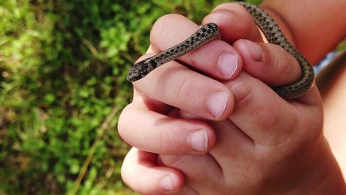 야생동물 파충류 모션 자연 소년 사람없음 갈색 잡기 뱀 닫기 느림 텍사스 MP4 해외동영상 슬로모션 클립영상 동물 남자 어린이 컬러 촬영기법 미국 생태계 동영상 파일형식