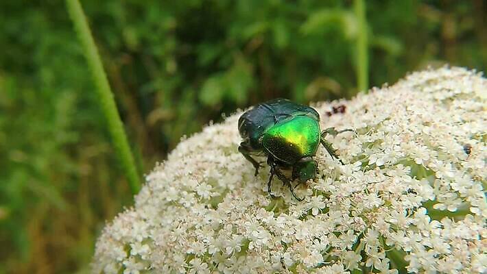 동물 야생동물 곤충 자연 사람없음 초록색 빛 금속 벌레 큼 딱정벌레 동물상 수유 HD MP4 해외동영상 클립영상 컬러 재질 조형물 크기 생태계 동영상 파일형식