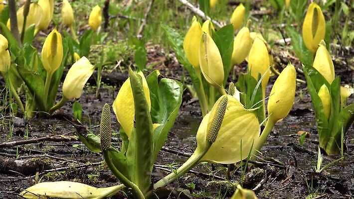 식물 꽃 컬러 자연 잉글랜드 사람없음 초록색 물 노란색 봄 젖음 습지 양배추 냄새 변소 서쪽 워싱턴 4K MP4 해외동영상 클립영상 자연요소 계절 채소 영국 미국 방향 생태계 동영상 파일형식