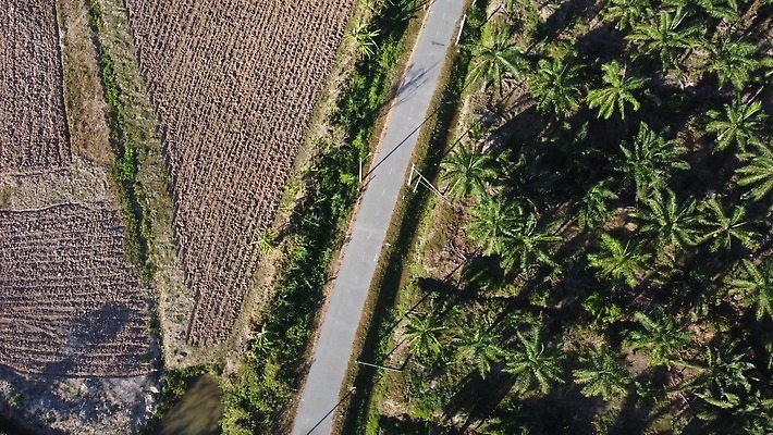 나무 식물 계절 아시아 문화 밭 농업 자연 동양인 사람없음 야외 초록색 농장 마을 환경 농사 맑음 시골 땅 말레이시아 내추럴 생태학 4K MP4 해외동영상 클립영상 교육 나라 산업 컬러 날씨 인종 생태계 동영상 파일형식