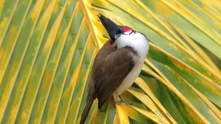 나무 동물 잎 자연 조류 손바닥 사람없음 덮개 나뭇가지 작음 동물상 모리셔스 4K MOV 해외동영상 클립영상 식물 손 조형물 뚜껑 크기 생태계 동영상 파일형식