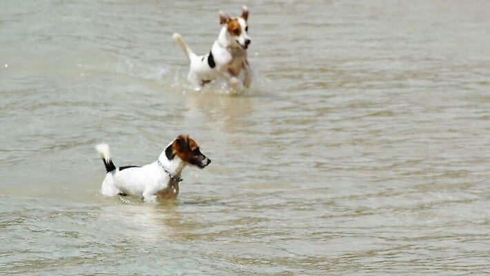 동물 행복 파도 바다 포즈 백그라운드 모션 자연 놀이 휴가 사람없음 야외 물 반려동물 태양 점프 흰색 개 강아지 테리어 잭 기르기 4K 순혈 MOV 해외동영상 클립영상 자연요소 감정 컬러 포유류 생태계 동영상 돌봄 파일형식