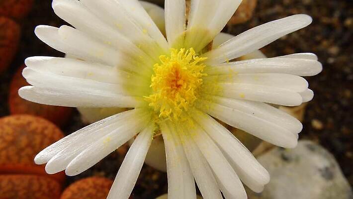 모양 식물 꽃잎 꽃 컬러 백그라운드 잎 패턴 자연 선인장 건조 사람없음 장식 초록색 컬러풀 사막 성장 조약돌 바위 작음 수분 내추럴 나미비아 다육식물 4K MP4 해외동영상 클립영상 무늬 돌_바위 크기 생태계 동영상 남아프리카 파일형식