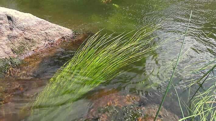 식물 야생동물 모션 자연 사람없음 초록색 강 수중 흐름 해조류 흔들림 광합성 산화 4K 수중영상 MP4 해외동영상 클립영상 동물 컬러 컨셉 해양식물 생태계 동영상 파일형식