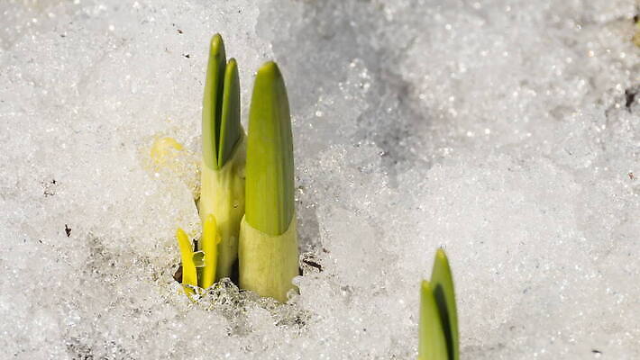 식물 계절 백그라운드 겨울 밭 자연 날씨 따뜻함 사람없음 야외 초록색 물 빛 태양 새싹 냉동 얼음 봄 흰색 닫기 시원함 땅 유기농 서리 수선화 내추럴 4K 타임랩스 MOV 해외동영상 클립영상 자연요소 웰빙 꽃 컬러 농업 모션 촬영기법 생태계 동영상 파일형식