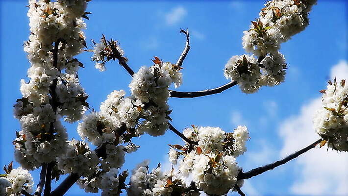 나무 계절 공원 꽃 분홍색 자연 휴가 사람없음 머리 일본 봄 벚꽃 나뭇가지 개화 체리 벌 싱글 세련 MOV 해외동영상 클립영상 식물 공공시설 아시아 컬러 곤충 과일 신체부위 생태계 동영상 파일형식