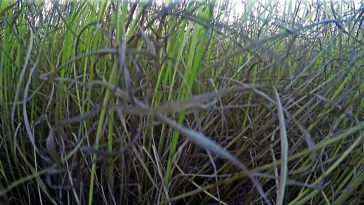 식물 계절 남자 백그라운드 밭 농업 비즈니스 자연 건조 씨앗 풍경 사람없음 야외 여름 경제 농작물 태양 농장 마을 일출 맑음 일몰 흙 자유 수확 가을 시골 업무 농부 낟알 땅 밀 에코 유기농 보리 밀가루 지역 밀짚 8월 내추럴 밭일 생태학 호밀 4K MP4 해외동영상 클립영상 자연요소 직업 웰빙 교육 산업 컨셉 날씨 곡류 사람 노을 환경 작업 날짜 짚 가루 생태계 동영상 파일형식