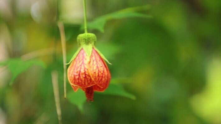 식물 계절 꽃 화초 줄기 단풍 잎 자연 열대 종류 사람없음 장식 빨간색 초록색 컬러풀 정원 성장 신선 개화 주식 인도인 관목 영화 클립 정맥 아욱 HD MOV 해외동영상 클립영상 외국인 나무 컬러 문화예술 동양인 금융 생태계 혈관 동영상 파일형식