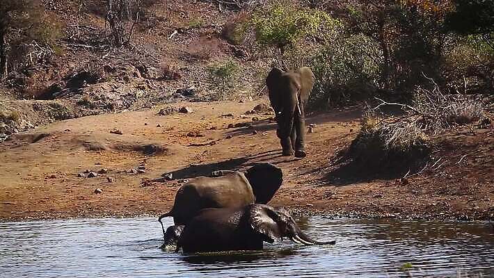 동물 호수 야생동물 새끼 포유류 가족 아프리카 자연 놀이 코끼리 수영장 국립공원 사람없음 그룹 황무지 보호 사파리 서식지 남아프리카 보츠와나 보호구역 크루거 MOV 해외동영상 클립영상 멸종위기종 공원 나라 컨셉 관계 생태계 동영상 남아프리카공화국 구역 파일형식