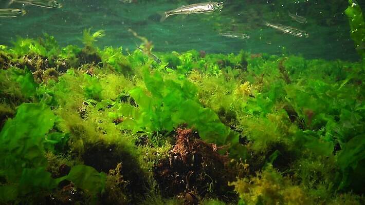 식물 동물 야생동물 바다 포유류 자연 낚시 무척추동물 어류 사람없음 환경 바닷속 수중 수중동물 해조류 생태계 광합성 동물상 산화 생태학 4K 수중영상 MP4 해외동영상 클립영상 교육 레저 조형물 해양식물 동영상 파일형식