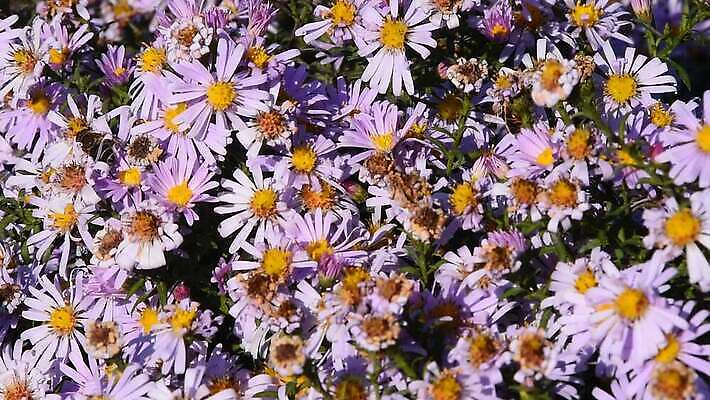 식물 계절 꽃잎 꽃 분홍색 컬러 포즈 곤충 백그라운드 꽃무늬 밭 날개 자연 노동자 초원 사람없음 야외 초록색 여름 빛 환경 정원 봄 줄무늬 벚꽃 닫기 꿀벌 수분 벌 수집 묘사 꽃가루 분무기 꿀 벌집 내추럴 사방 많음 MOV 해외동영상 클립영상 동물 직업 컨셉 무늬 농업 모션 벌_곤충 가루 생태계 동영상 파일형식