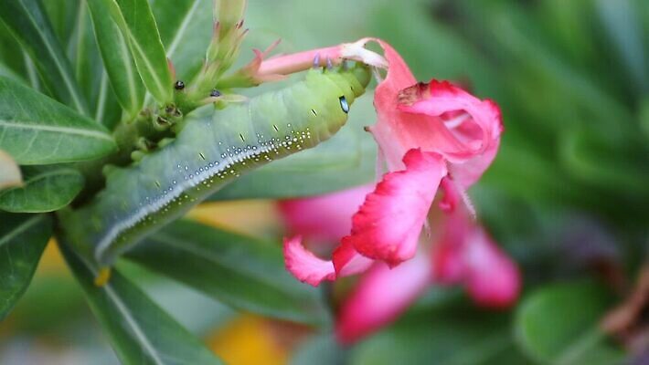 나무 식물 동물 야생동물 컬러 나비 곤충 백그라운드 잎 자연 조류 생물 무척추동물 사람없음 초록색 컬러풀 장미 갈색 노란색 귀여움 정원 검은색 사막 나뭇가지 해충 벌레 진달래 먹기 묘사 꼬리 애벌레 나방 내추럴 기어가기 거짓 변태 못생김 MOV 해외동영상 클립영상 꽃 컨셉 모션 생태계 동영상 파일형식