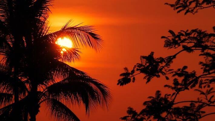 나무 실루엣 바다 분홍색 컬러 섬 여행 백그라운드 잎 오렌지 자연 하늘 휴가 손바닥 사람없음 빨간색 물 햇빛 태양 노란색 일출 보라색 황혼 일몰 새벽 꿈 낭만 야간 저녁 휴양지 코코넛 석호 이국적 파라다이스 하와이인 MOV 해외동영상 클립영상 자연요소 외국인 식물 손 컨셉 과일 촬영기법 노을 장소 생태계 동영상 파일형식