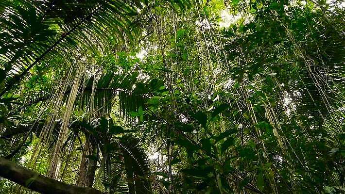 나무 식물 여행 백그라운드 잎 태국 자연 열대 이끼 사람없음 야외 목재 초록색 빛 햇빛 환경 봄 젖음 탐험 안개 광선 나뭇가지 시골 황무지 엉킴 얽힘 숲 큼 열대우림 나무껍질 상록수 최초 내추럴 양치류 MOV 해외동영상 클립영상 계절 아시아 컬러 재료 날씨 태양 껍질 크기 생태계 동영상 파일형식