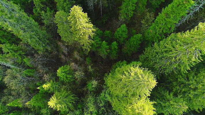 나무 백그라운드 패턴 자연 안테나 사람없음 초록색 소나무 정상 숲 침엽수 항공촬영 드론 가문비나무 4K MOV 해외동영상 클립영상 식물 뷰포인트 컬러 무늬 통신 생태계 동영상 파일형식